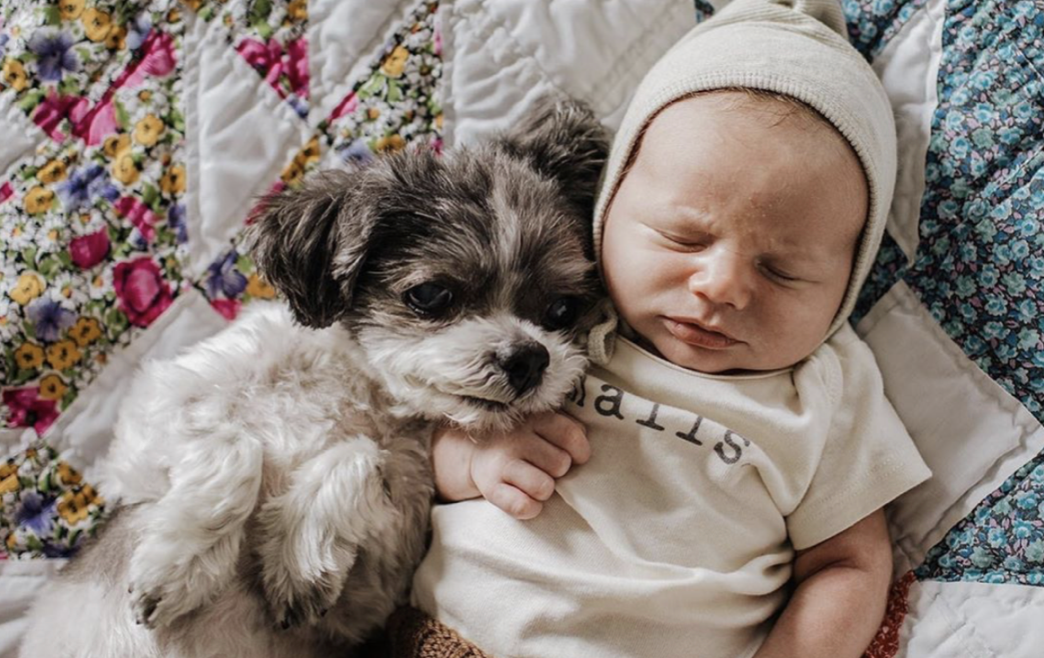 Help!  How do I create harmony between baby and pet?