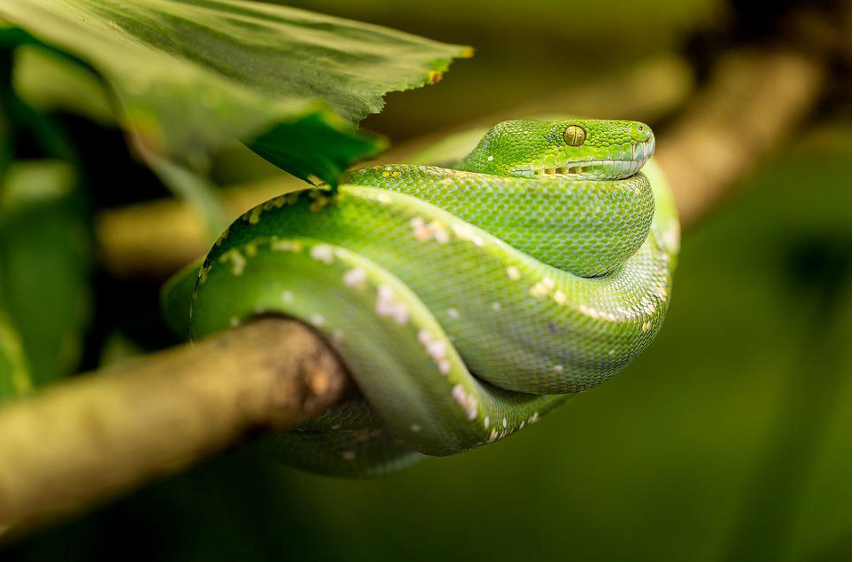 Decided It's Time To Buy a Pet? 4 Cute Pets For Families With Kids