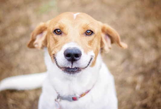 Healthy Habits for a Happy Dog: Tips for a Long Life