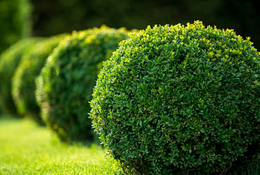 Tips for Throwing a Party in Your Garden This Summer