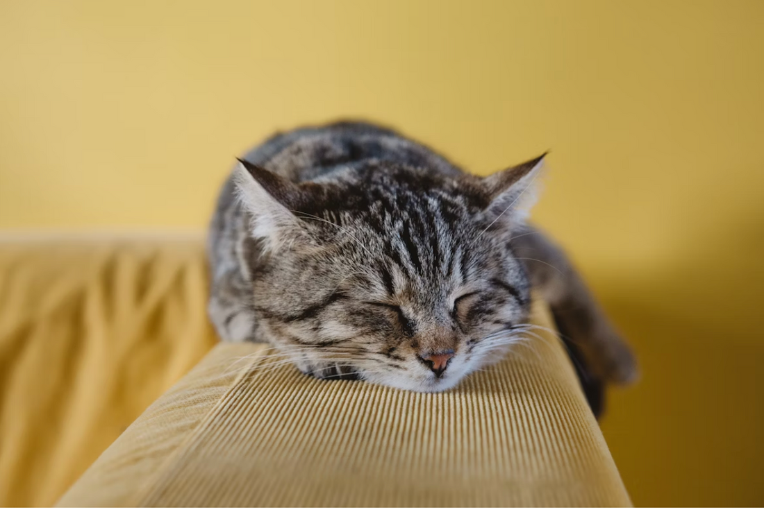 Should You Have A Pet While Caring For A Baby? Here's What To Know