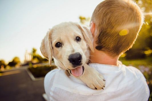 9 Dog Training Tips for Families with Children