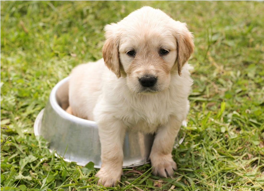Top Tips for Raising a Pet and Baby Under One Roof