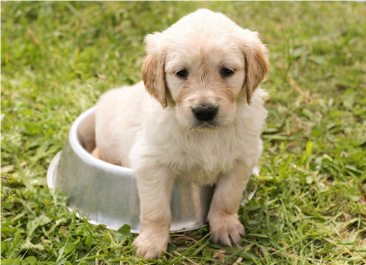 Top Tips for Raising a Pet and Baby Under One Roof