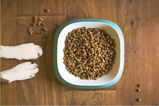 What Are the Best Dog Foods for Puppies
