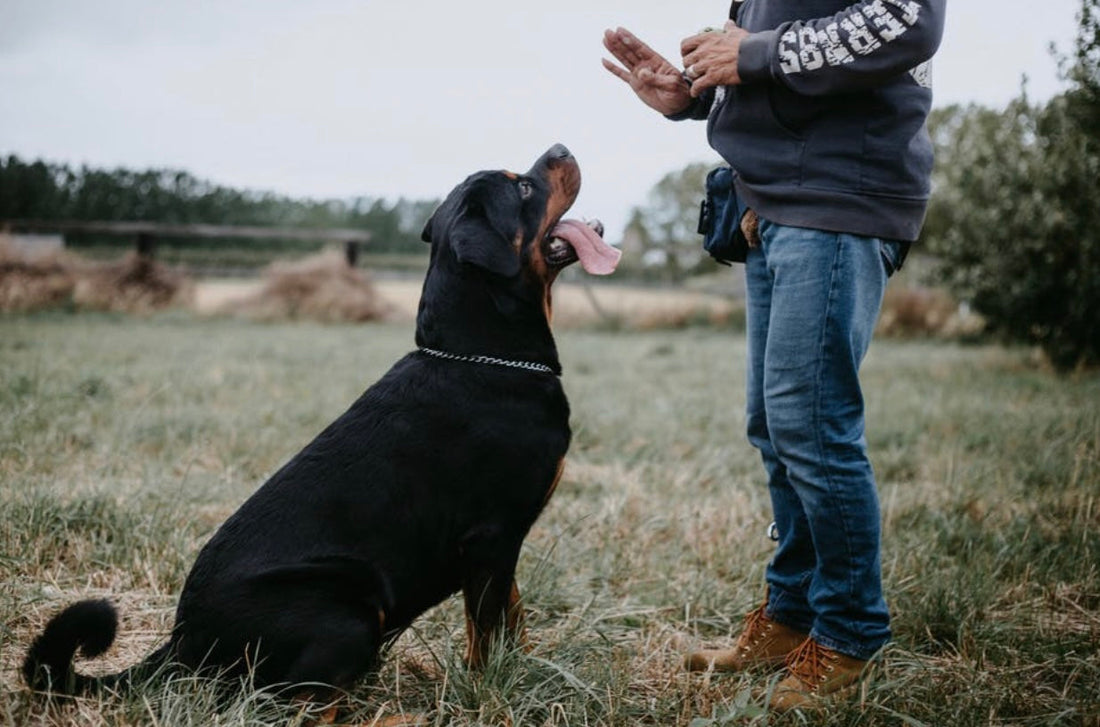 dog training