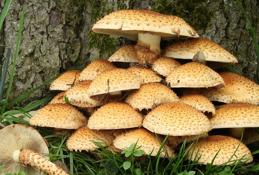 Liquid Mushroom Extract: Unlocking the Natural Benefits of Functional Fungi
