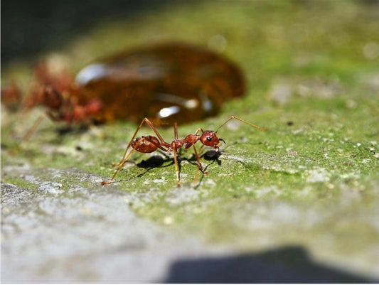 termite