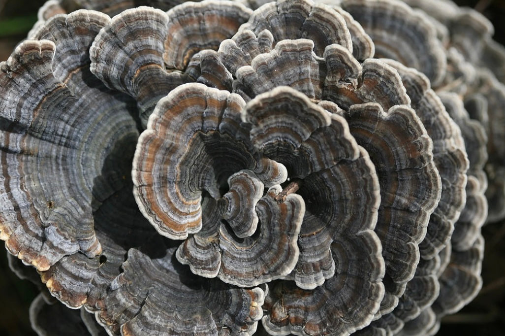 Meet Turkey Tail Mushroom: An Immunity Booster You Shouldn’t Miss
