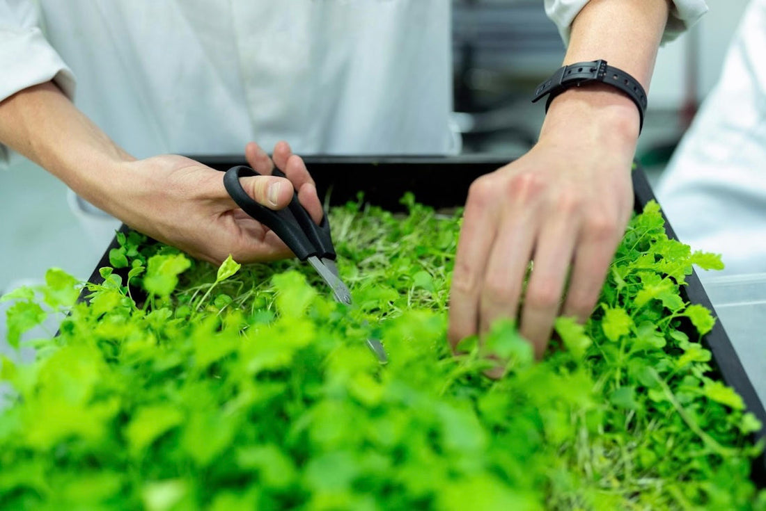 Why Greenhouse Planting Is Perfect for Small Teams